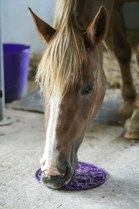 Likit Graze Maze: Il Tappetino da Leccare a Rilascio Lento per Cavalli shop del cavallo