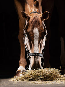 Capezza Equiline Timmy Shop del cavallo