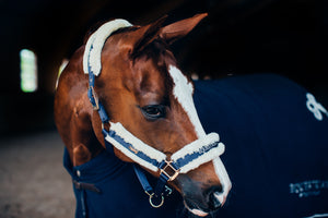 Royal blue halter Equestrian Stockholm